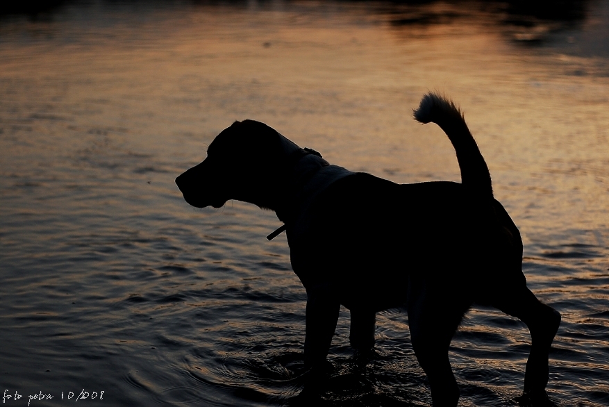 Argo