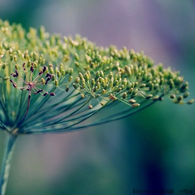 flowering dill.jpg
