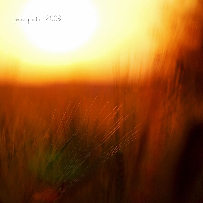 DSC_5933-orig.