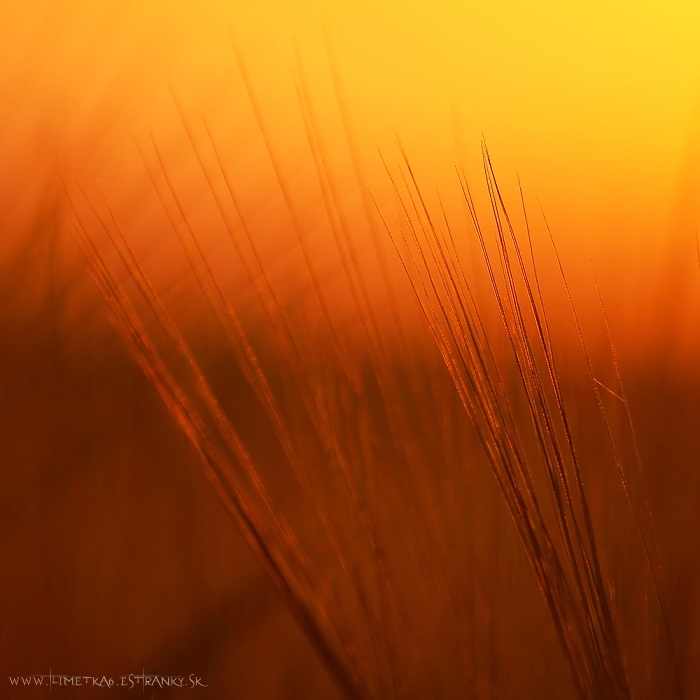 DSC_6221-0.jpg
