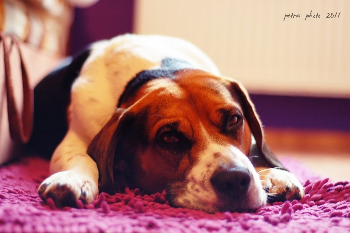 DSC_1783a.jpg