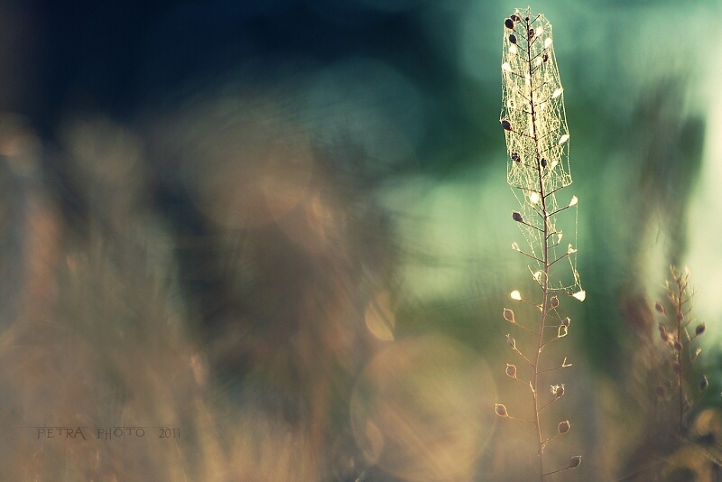 DSC_2749-0.jpg
