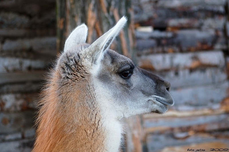 lama1