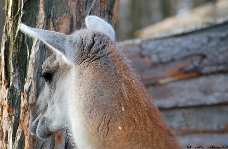 lama4