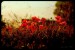 DSC_4308-1.jpg