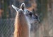 lama2