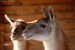 lama3